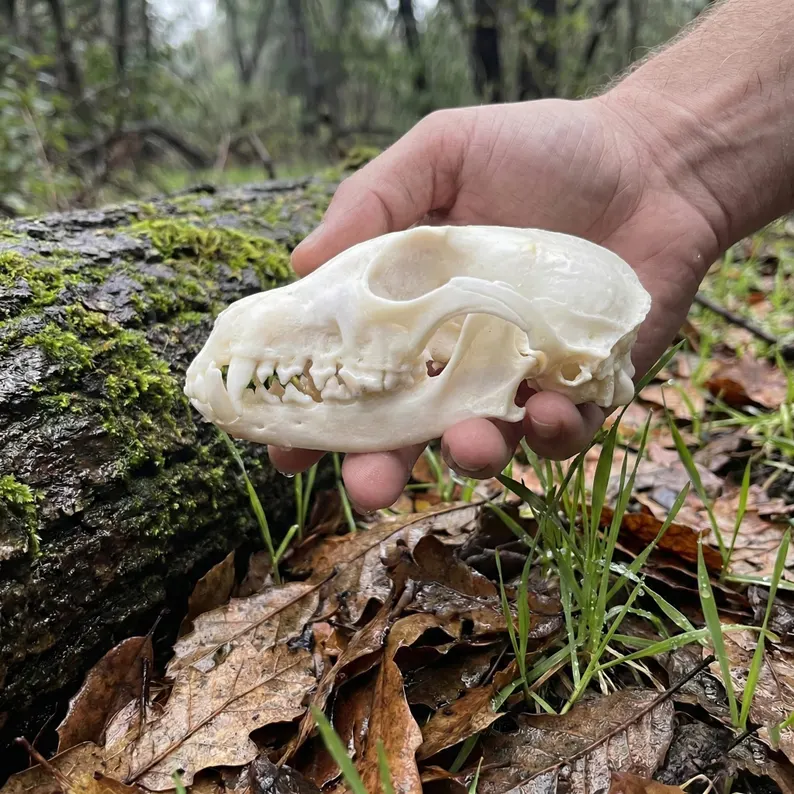 A cleaned red fox skull held outdoors against moss and forest leaves.