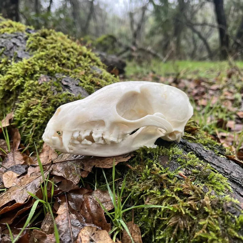 A cleaned red fox skull held outdoors against moss and forest leaves.