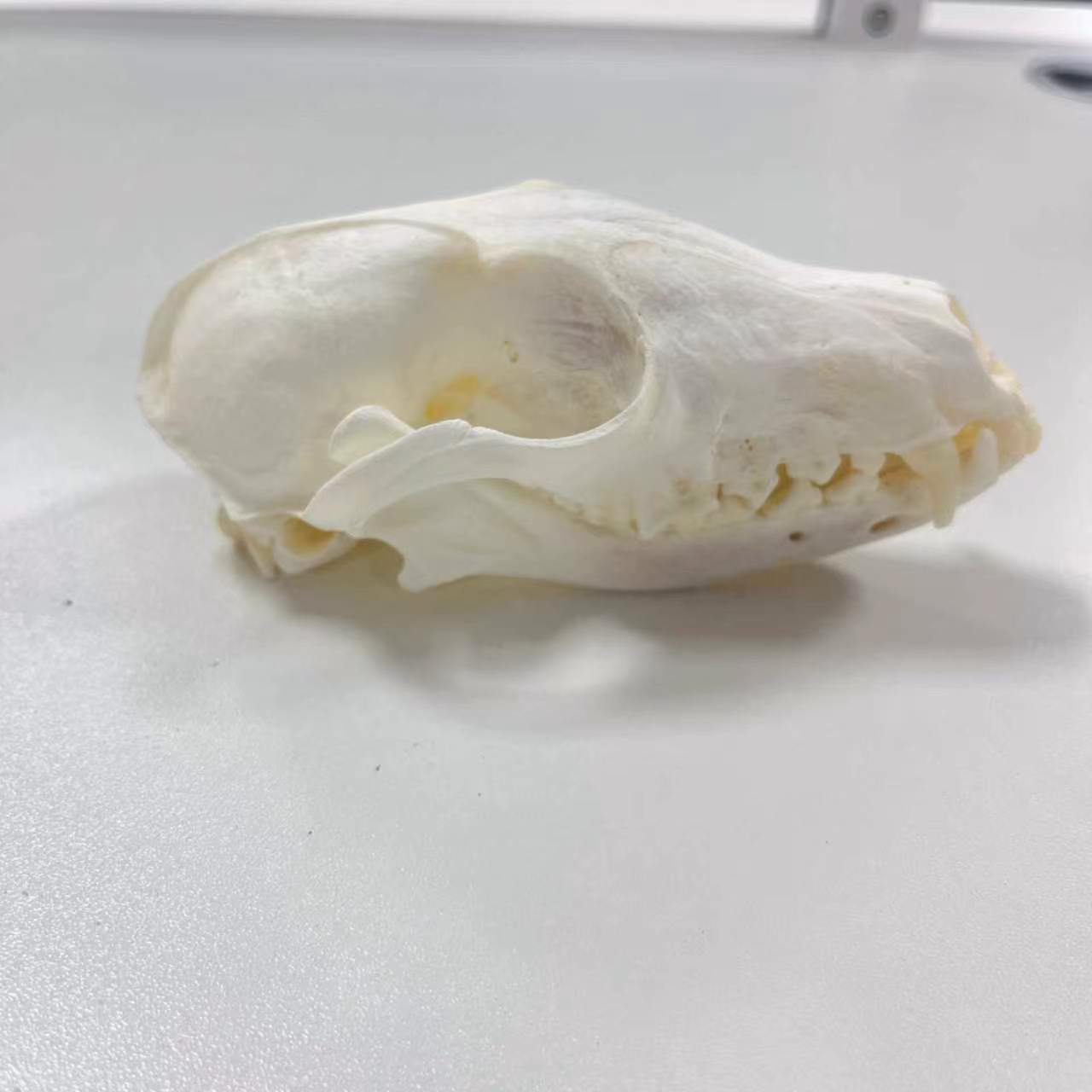 Authentic Red Fox Skull gallery image 3